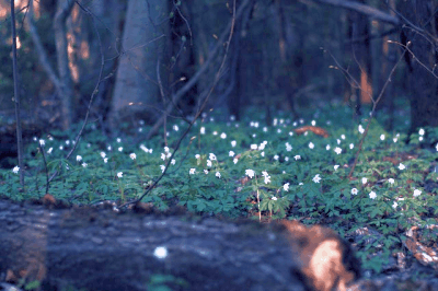 How To Make Remove The Weeds