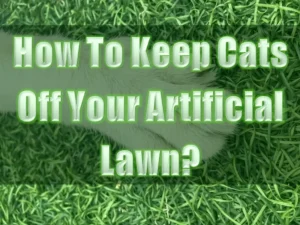 Read more about the article How To Keep Cats Off Your Artificial Lawn?