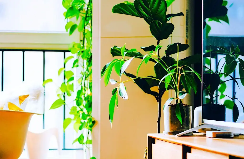 An Entrepreneurs Guide - How to Make Good Use of Your Outdoor Space 3