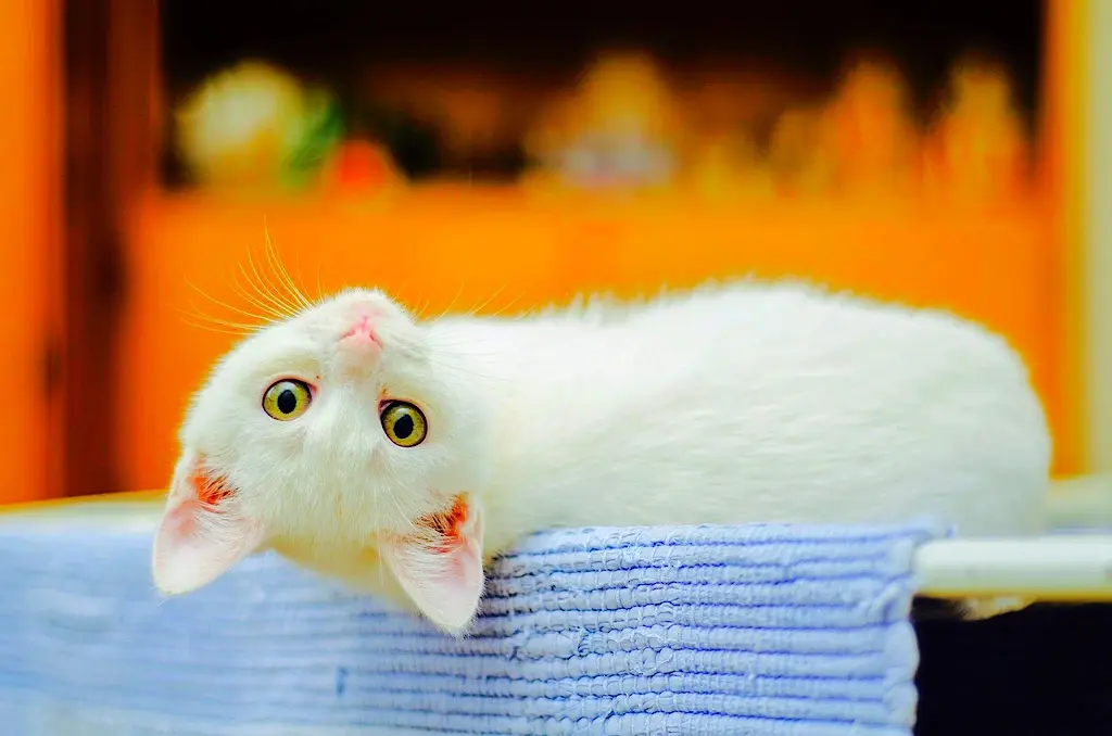 How To Make Your New Cat Feel More At Home 1