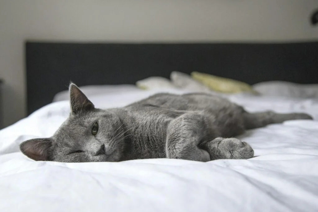 How to clean a cat bed