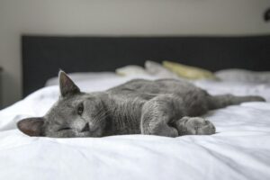 Read more about the article How To Clean A Cat Bed: Top 6 Great Ways